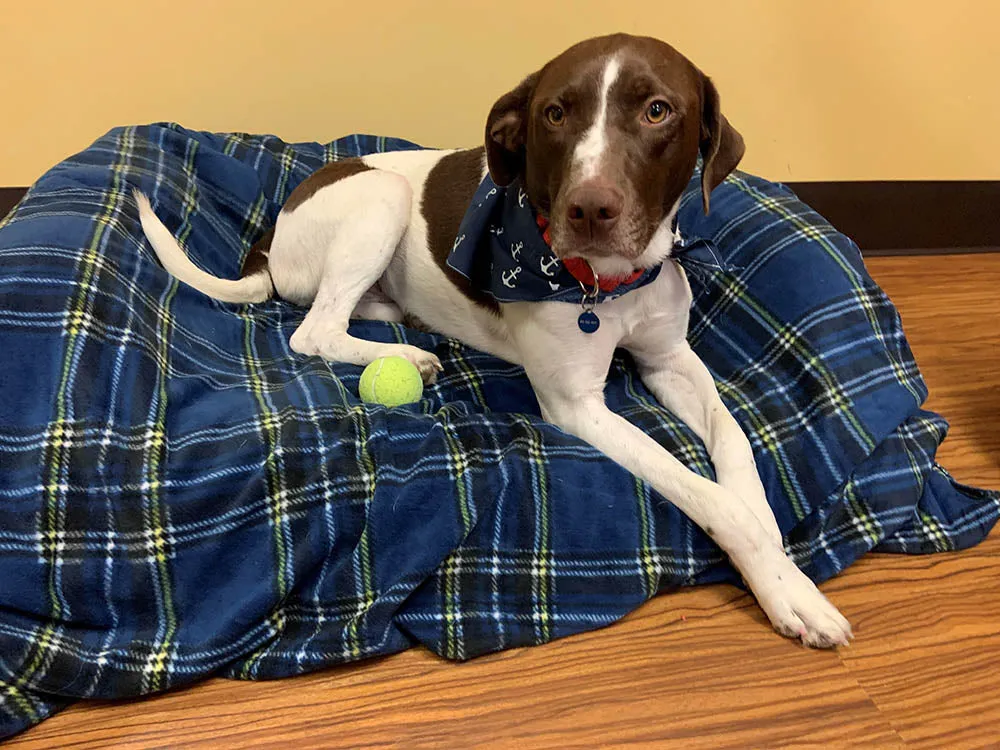 Pet Blanket Donation